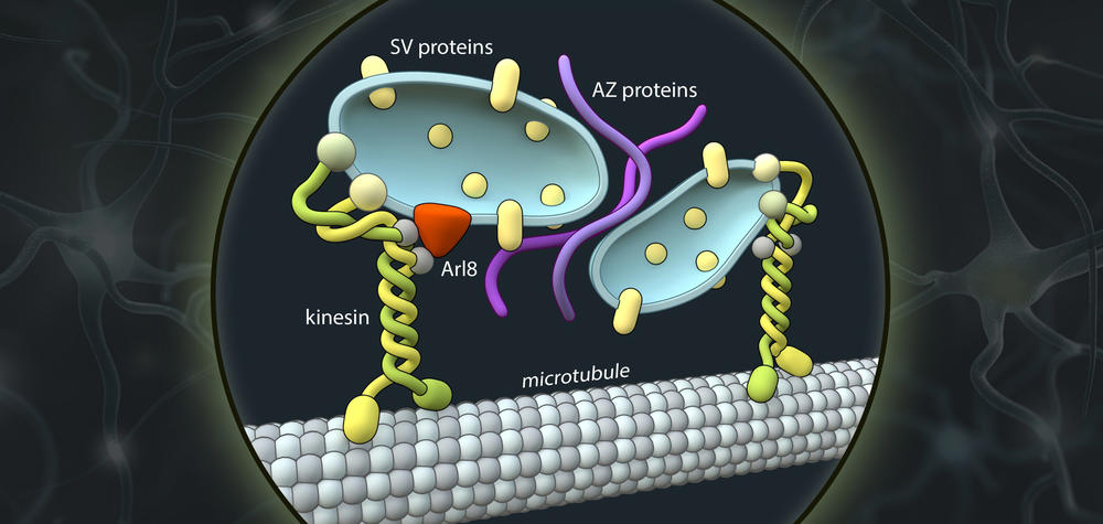 Schematic representation of axonal transport vesicles (blue) carrying presynaptic proteins (SV and AZ proteins). Kinesin motor proteins (KIF1A) attach these vesicles and carry them along the axons to the site of synapse formation.