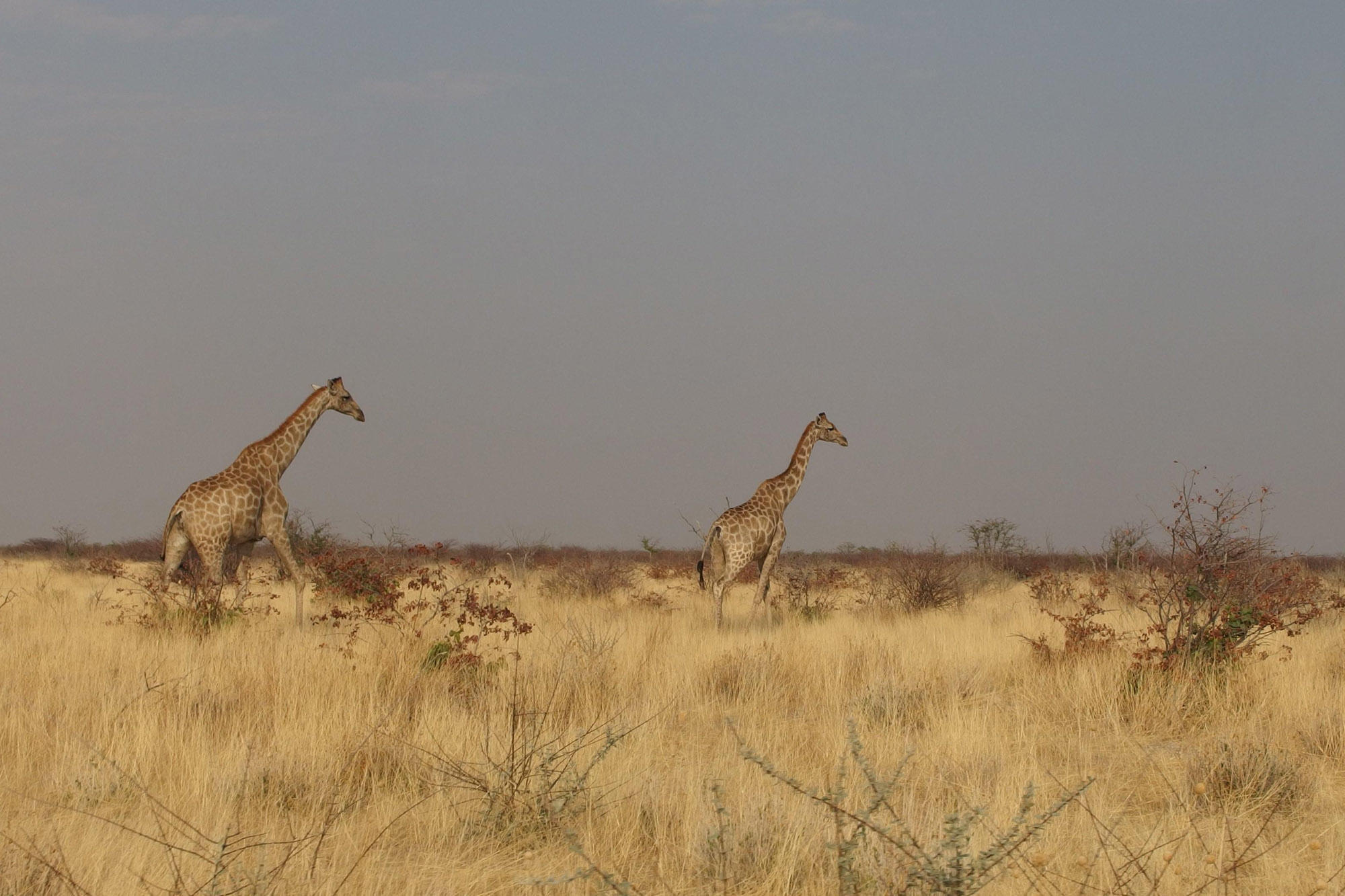 Auch Giraffen sorgen für mehr Biodiversität in Savannen.