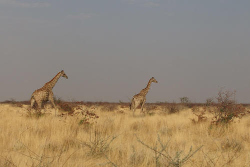 Auch Giraffen sorgen für mehr Biodiversität in Savannen.