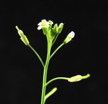 Blütenstand Arabidopsis