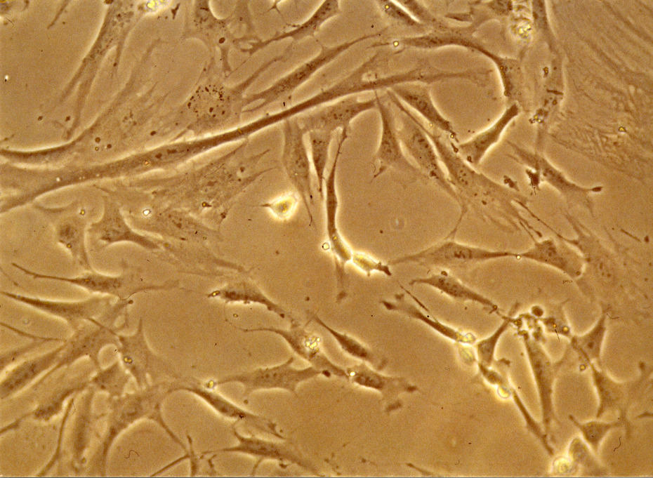 Forschung • Pharmazie • Fachbereich Biologie, Chemie, Pharmazie