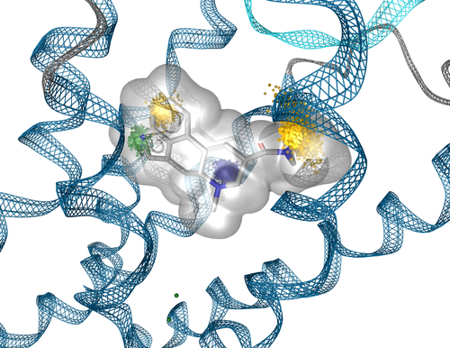 Dynophore von LSD im Serotonin-Rezeptor erklärt funktionelle Selektivität (biased Signaling)