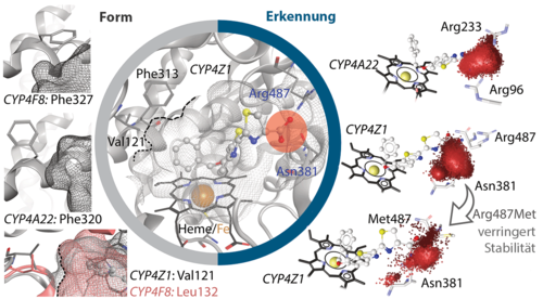 Substratbindungsmodellierung in der Cytochrom-P450 4 (CYP4)-Familie