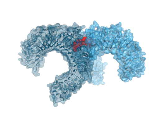 Der Grad der TLR-Dimerisiserung reguliert Inflammation und Immunantwort. Wir entwickeln Liganden, die das Ausmaß der DImerisierung und damit die Immunantwort gezielt beinflussen können.