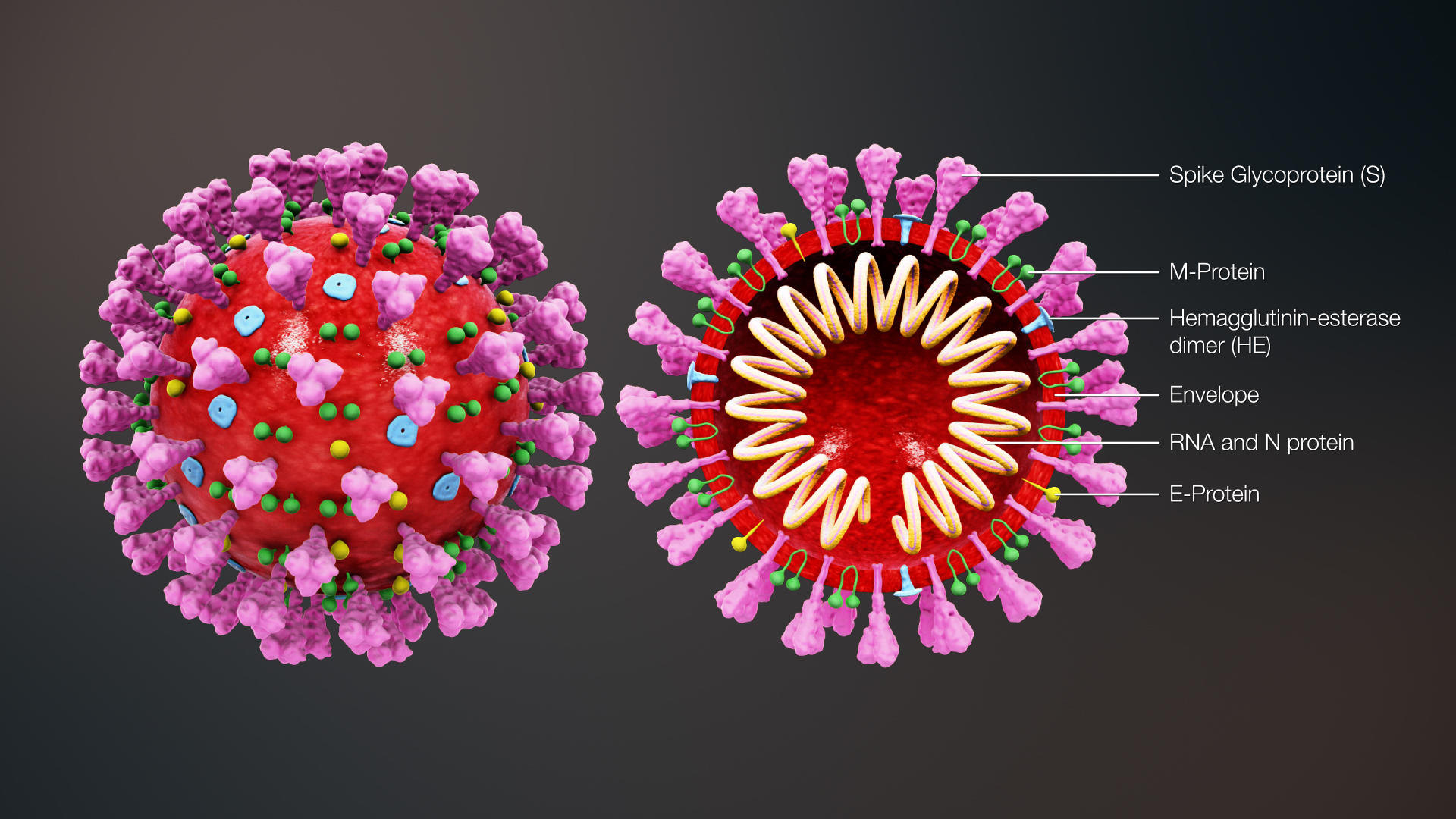 Eine medizinische 3D-Illustration von SARS-CoV-2, abgeleitet von einem von CDC veröffentlichten Bild. Der Querschnitt zeigt die inneren Komponenten des Virus.